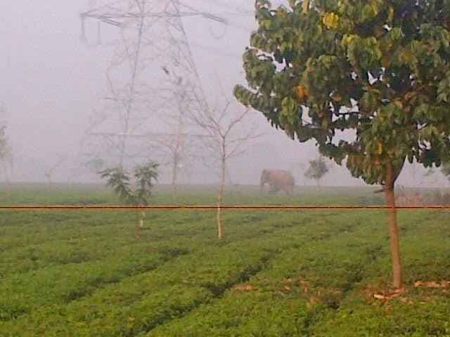 एक बार फिर हाथी ने मचाया कोहराम, आधा दर्जन लोग घायल