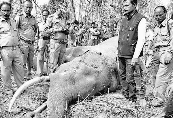 हाथी ने एक को मारा, एक हाथी भी मरा