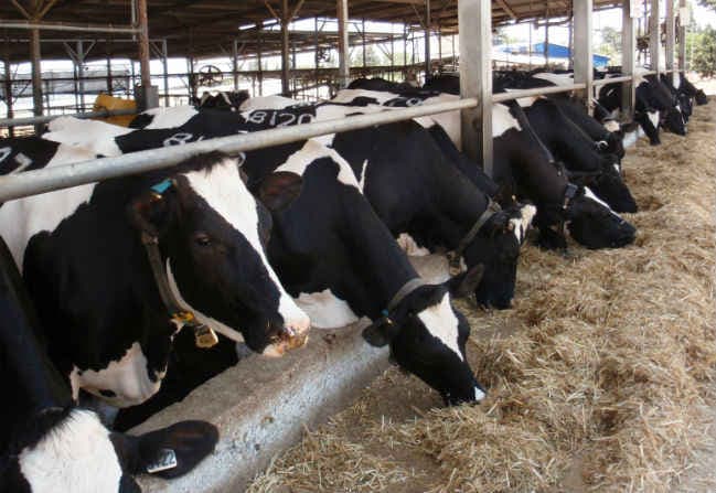 गोशाला बनाने की मांग पर कांग्रेस और भाजपा के विधायक एकजुट