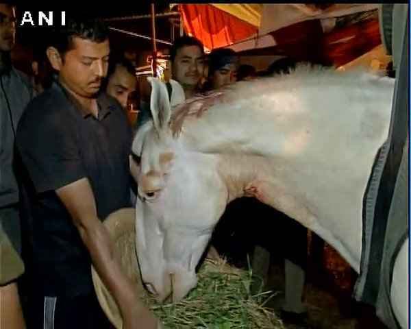 काटनी पड़ी ''शक्तिमान'' की टांग, भड़के ''पशुप्रेमी'' कहा- 50 रुपये में छूट जायेंगे BJP MLA