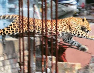 ...आखिर लंबी मशक्कत के बाद पकडा गया तेंदुआ