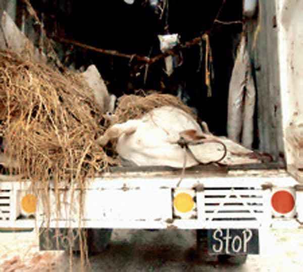 गायों की बांग्लादेश तस्करी का कॉरिडोर बना सिलीगुड़ी