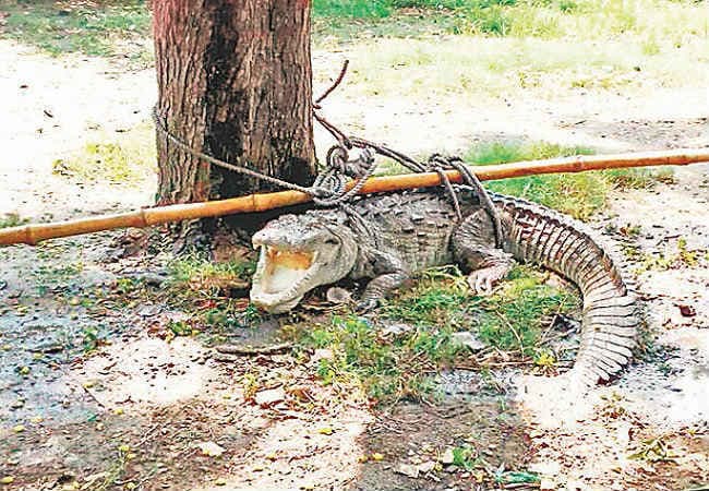 बिहार : मधुबनी में ग्रामीणों ने मगरमच्छ को पेड़ से बांधा
