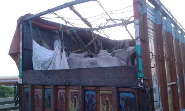 47 मवेशी सहित ट्रक जब्त