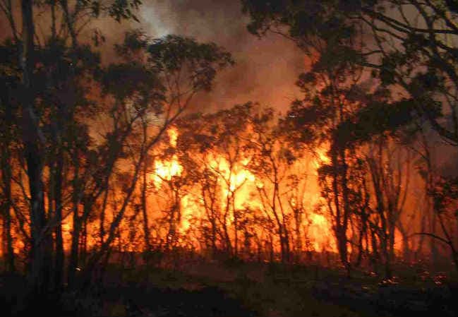 कैलिफोर्निया में जंगल की आग फैलने से 82,000 घरों के चपेट में आने की आशंका