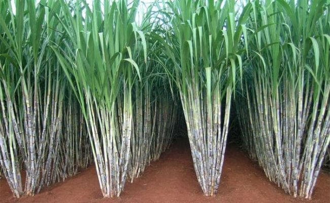 बिहार : प्रदेश की 11 चीनी मिलों को मिलेगा 6981 गांवों से गन्ना