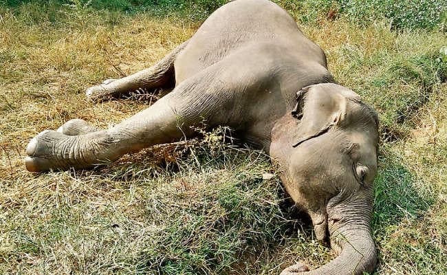 झारखंड : खरसावां में मेढ़ से गिर कर हथिनी की मौत!