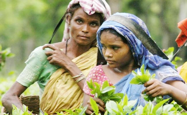संताल व उरांव आदिवासियों को असम में मिलेगा एसटी का दर्जा, रघुवर ने दी बधाई, तो किसी ने पूछा : छत्तीसगढ़ी को कब मिलेगा आरक्षण