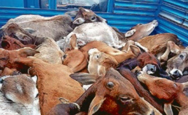बांग्लादेश भेजे जाने से बचायी गयीं 82 गायें