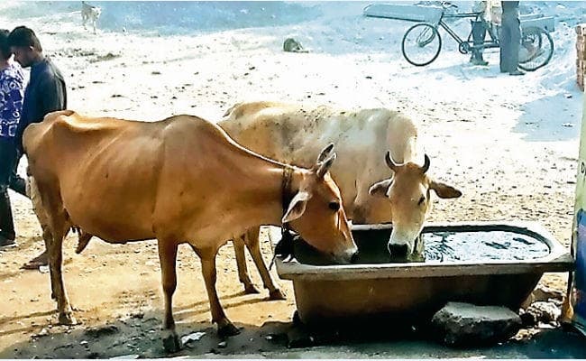 जानवरों के लिए मोबाइल एंबुलेंस