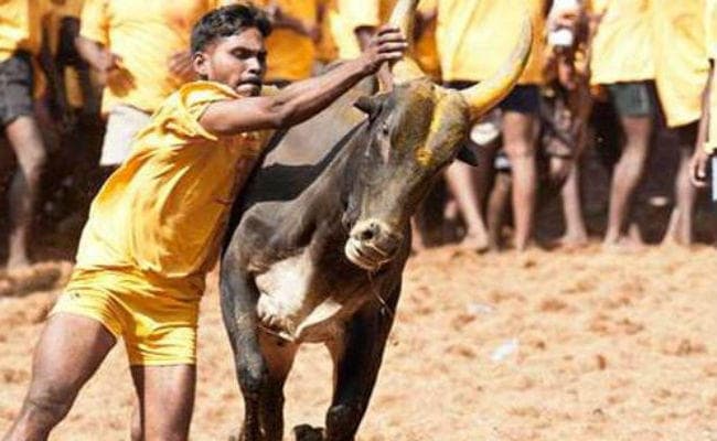 क्या है जलीकट्टू फेस्टिवल ?