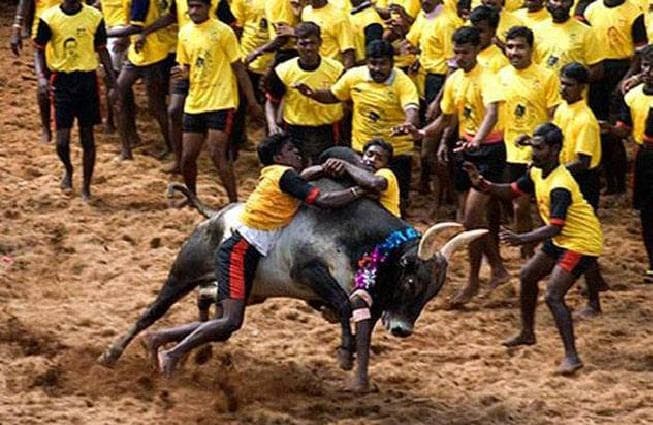 जल्लीकट्टू अध्यादेश को कानून मंत्रालय ने मंजूरी दी