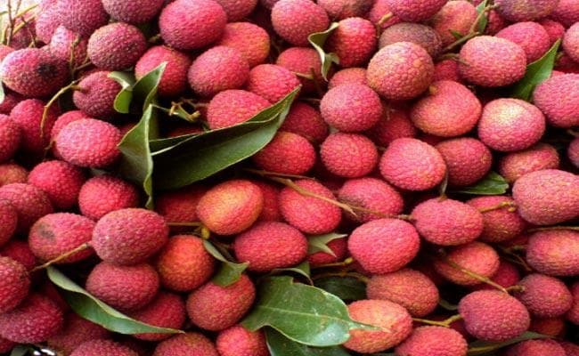 द लैनसेट ग्लोबल हेल्थ रिसर्च में हुआ खुलासा, सैकड़ों की मौत की वजह थी लीची