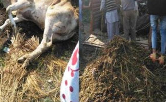 तस्करी के 31 पशु बरामद