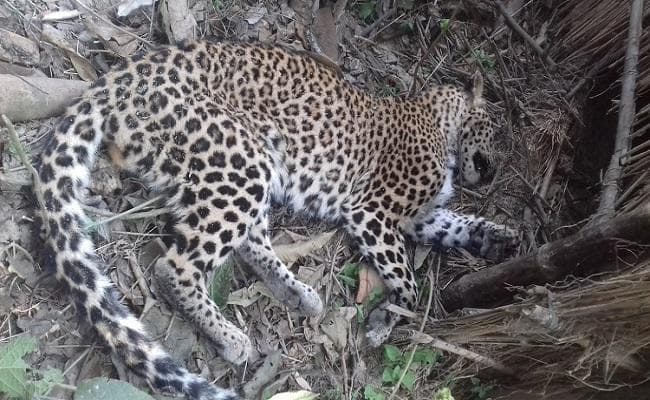 बिहार : वाल्मीकिनगर टाइगर रिजर्व के मंगुराहा जंगल में मिला तेंदुआ का शव, सनसनी