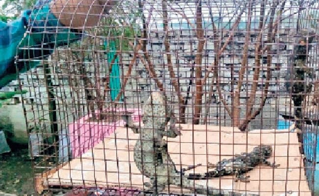 विरल प्रजाति के तक्षक बरामद, चार तस्कर भी दबोचे गये