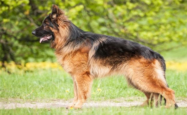 अपने को कुर्बान कर कुत्ते ने बचाई जवानों की जान