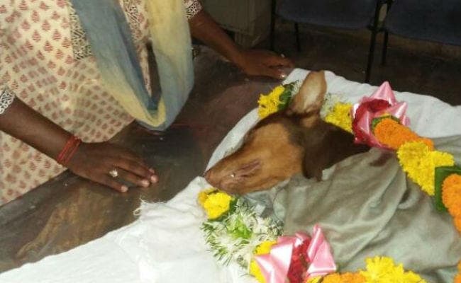 मालकिन के लिए कुत्ते ने दे दी अपनी जान, चाकूबाज से अकेले भिड़ गया