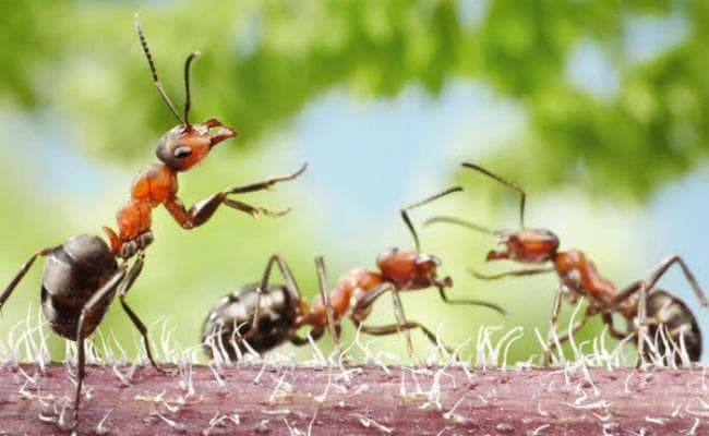 खतरनाक शिकारी होती है आर्मी एंट खतरनाक शिकारी होती है आर्मी एंट