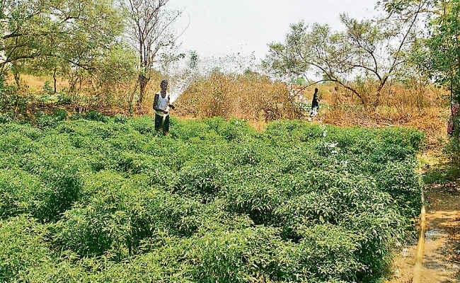 किसानों ने रेत से पानी निकाल बचायी खेती