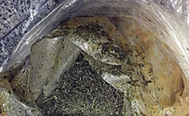 बिहार : ट्रक से 1.65 करोड़ रुपये का चरस, गांजा बरामद