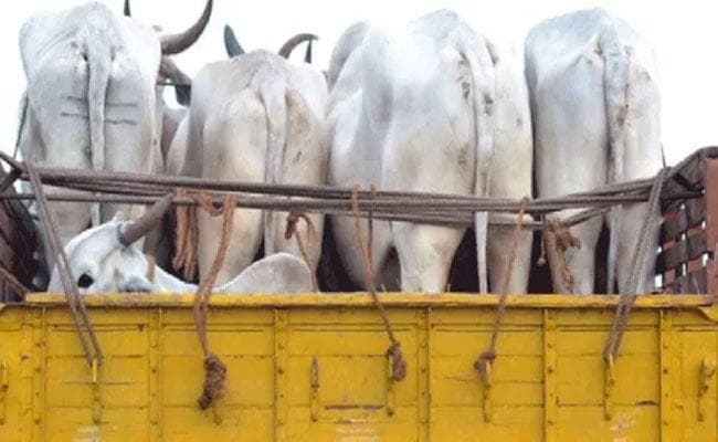 सिलीगुड़ी में सख्ती के बाद गाय तस्करों ने बदला रूट