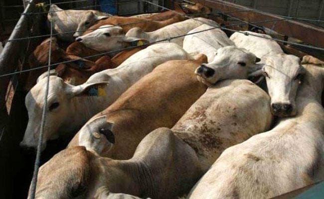24 गायों के साथ चार तस्कर गिरफ्तार