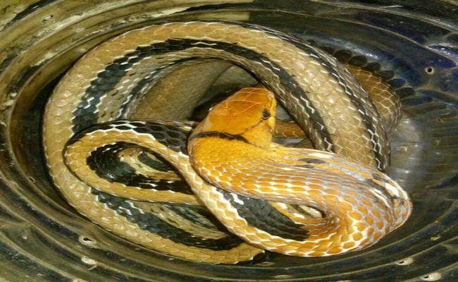यह सांप रंग बदलता है, झारखंड में मिला है, आपने देखा क्या?