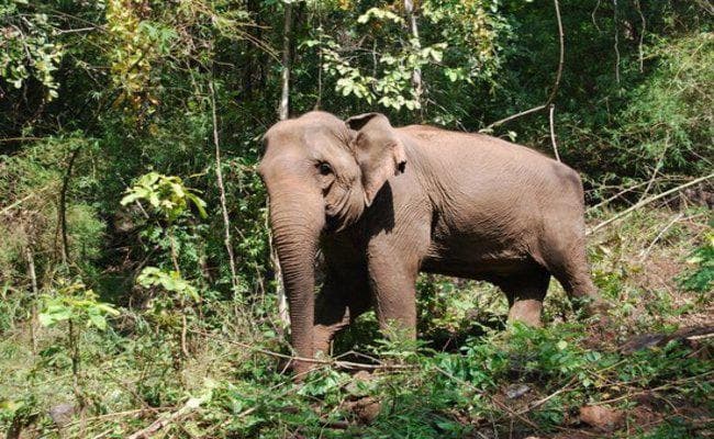 खूंटी के जंगल में लकड़ी चुनने गयी महिला को हाथी ने कुचला