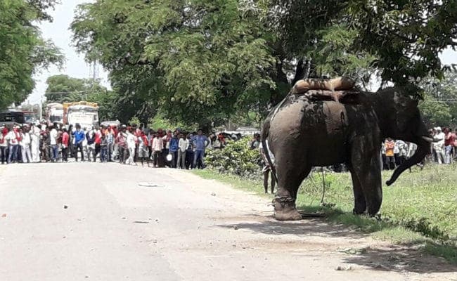 फिर सनके गजराज, मचाया उत्पात, एनएच-84 पर आवागमन ठप, देखें वीडियो