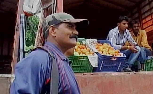 टमाटर पर पहरा : सुरक्षा पर तैनात हथियारबंद गार्ड