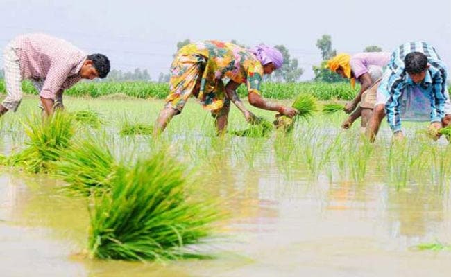 इस साल खरीफ फसल के बंपर उत्पादन होने के आसार, 15 साल में पहली बार उत्तर-मध्य भारत में माॅनसून हुआ मजबूत