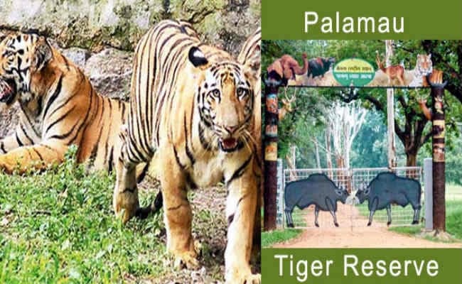 बाघ के शिकार की परंपरा ने छीनी बेतला की रौनक बाघ के शिकार की परंपरा ने छीनी बेतला की रौनक