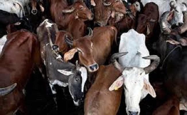 बिहार : गोवध के संदेह में भीड़ ने 6 लोगों के साथ की मारपीट