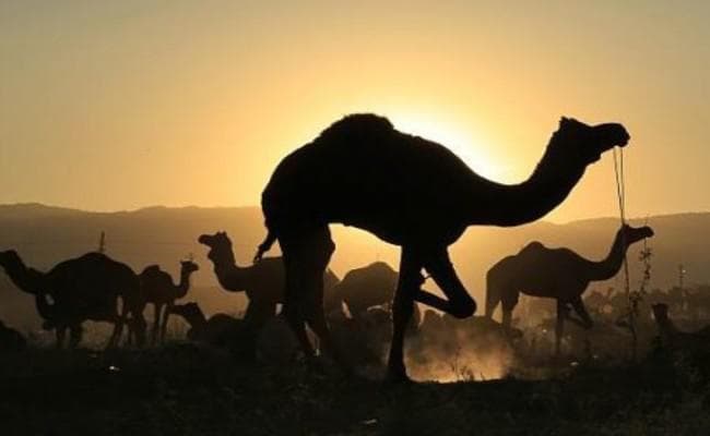 राजधनवार में गरमाता जा रहा है ऊंट जब्ती का मामला, विरोध में 27 अगस्त को प्रतिवाद मार्च