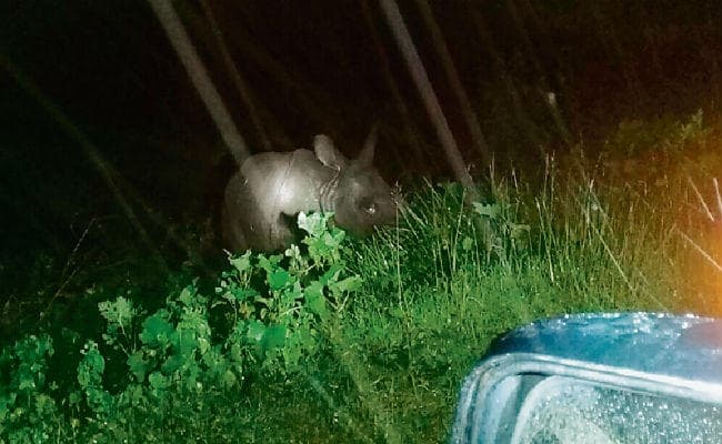 नेपाल में भारी बारिश से आयी बाढ़ तो वहां से बहकर आये जानवरों की शरणस्थली बना बिहार