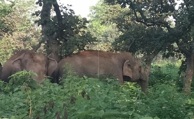 रामगढ़ : रजरप्पा में हाथी ने दौड़ाया, कुअां में गिरने से युवक की मौत