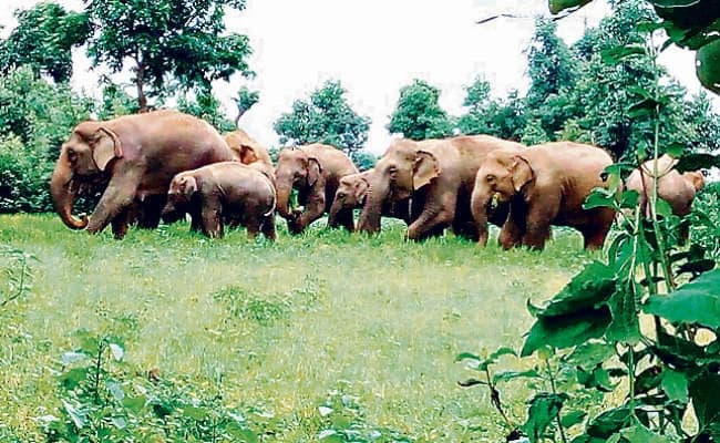 झारखंड : इस गांव में 4 बच्चे सहित 17 हाथी धुसे झुंड में..जानिए ग्रामीणों का क्या है हाल