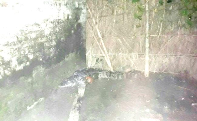 रात 11 बजे जब बिस्तर से एक हाथ की दूरी पर आ गया मगरमच्छ, पढ़ें क्या हुआ आगे...