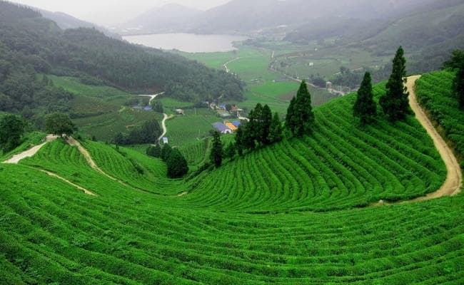 दार्जीलिंग : 87 चाय बागानों को 100 दिन में 500 करोड़ का नुकसान