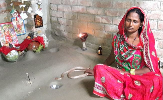 नवरात्र में पहले ही दिन से सांप की पूजा कर रही एक महिला