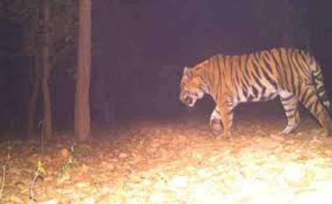 बाघों का उत्पात रोकने के लिए देवी की आराधना