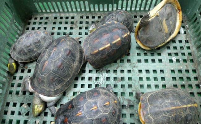 फरक्का एक्सप्रेस से 39 कछुए जब्त, दो गिरफ्तार