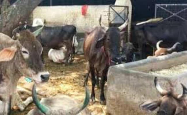 500 बीपीएल महिलाओं को 90 फीसदी अनुदान पर मिलेंगी दो-दो दुधारू गायें