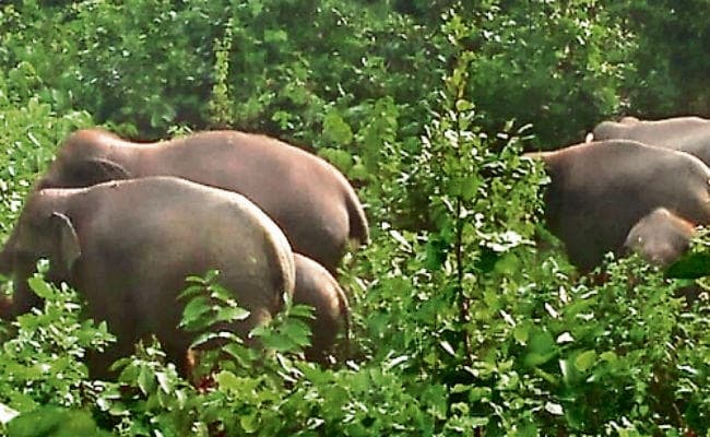 बड़कागांव : हाथियों ने तीन लोगों को मार डाला