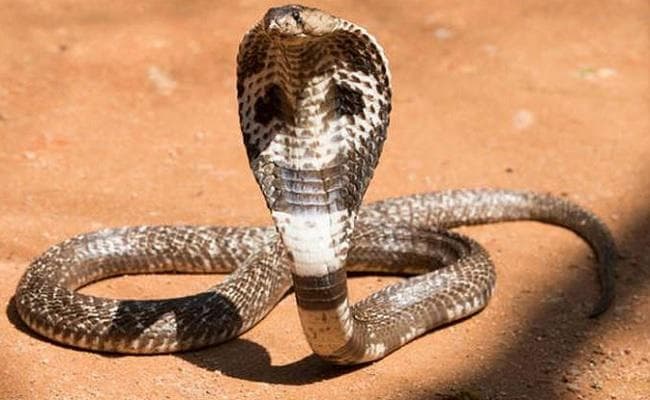 सांप के डसने पर अस्पताल में नहीं करवाया इलाज, झाड़ फूंक के चक्कर में गयी महिला की जान