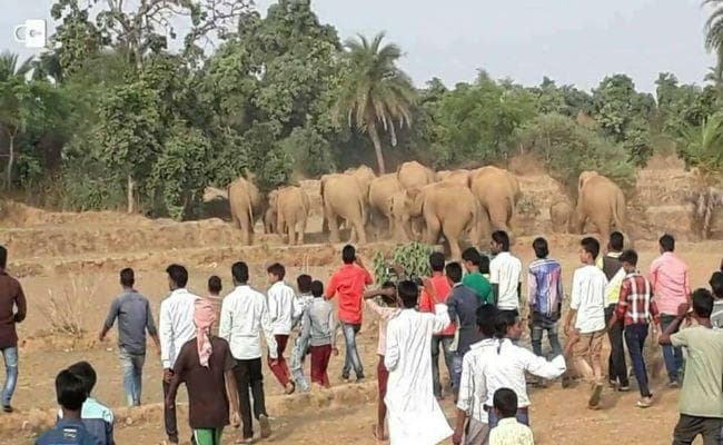 नागराकाटा : हाथियों के हमले से निपटने के लिए अपनायी घरेलू तकनीक