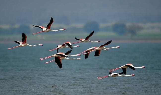 IN PICS : कर्नाटक के बगलाकोट जिले में नजर आया राजहंस