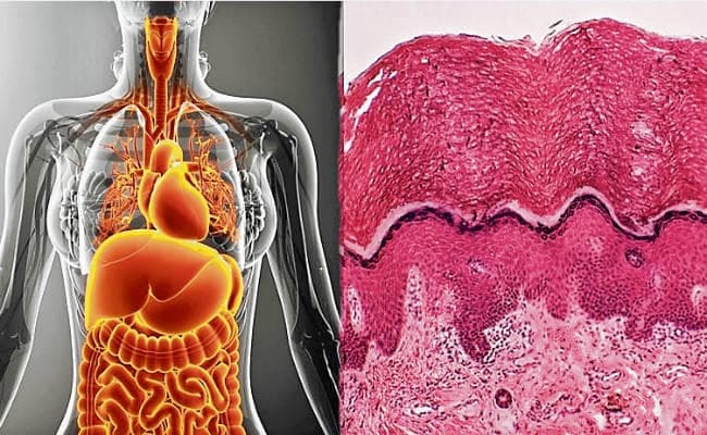 नये अंग की हुई खोज, अब पता चलेगा कैंसर कैसे फैलता है, जानें