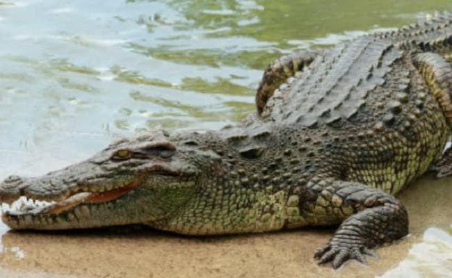 नदी किनारे एक बड़ा मगरमच्छ पकड़ाया